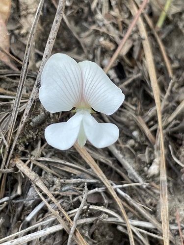 Sprawling hoary pea (Tephrosia hispidula)