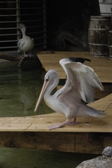 Pelecanus rufescens
