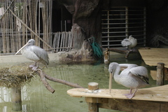 Pelecanus rufescens