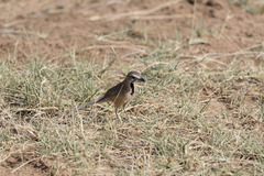 Rhodophoneus cruentus