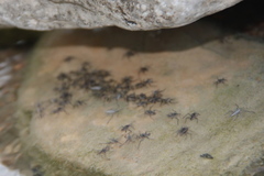 Gerromorpha