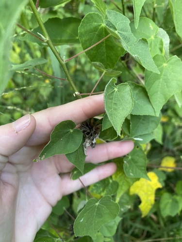 Rio Grande Abutilon (Abutilon hypoleucum)