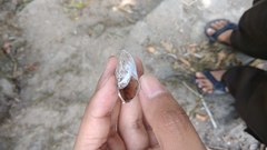 Dyakia