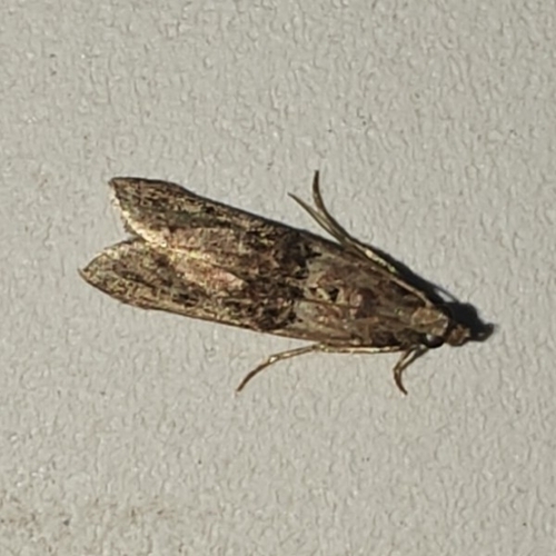 Spindle Knot-horn, 4101 JK Culemborg, Nederland, photo 9 of 10