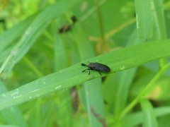Microrhopala excavata