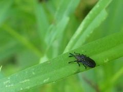 Microrhopala excavata