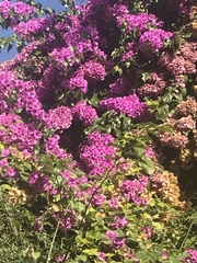 Bougainvillea glabra