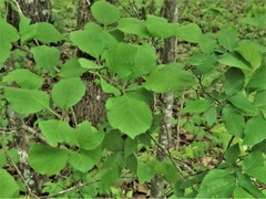 Crataegus calpodendron