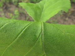 Crataegus calpodendron