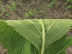 Crataegus calpodendron