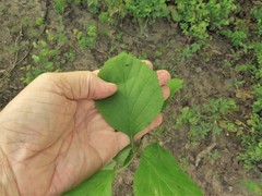 Crataegus calpodendron