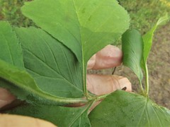 Crataegus calpodendron