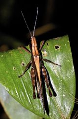 Phaeoparia lineaalba