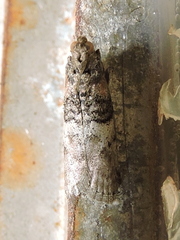 Tlascala reductella