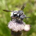 Epeolus natalensis - Photo (c) Jane Trembath, algunos derechos reservados (CC BY-NC), uploaded by Jane Trembath