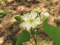 Crataegus padifolia