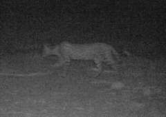 Leptailurus serval constantina