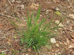 Dichanthelium bicknellii