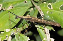 Pseudophasma bispinosum