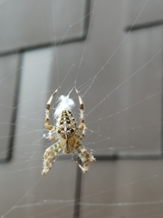 Araneus diadematus