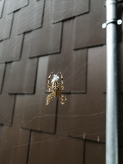 Araneus diadematus
