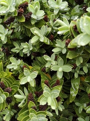 Veronica albicans