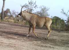 Hippotragus equinus koba