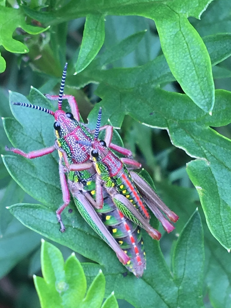 Parasphena teitensis