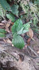 Malaxideae
