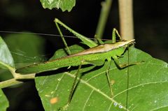 Melanophoxus brunneri