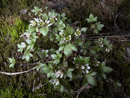 Saxifraga rivularis, photograph 6