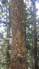 Agathis dammara