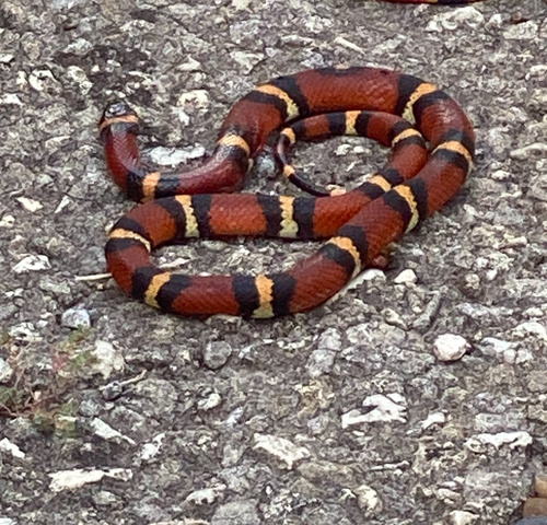Tamaulipan Milksnake
