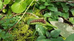 Acronicta rumicis