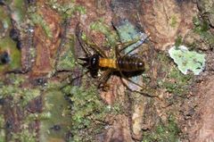 Constrictotermes cavifrons