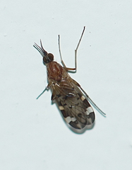 Sylvicola alternatus