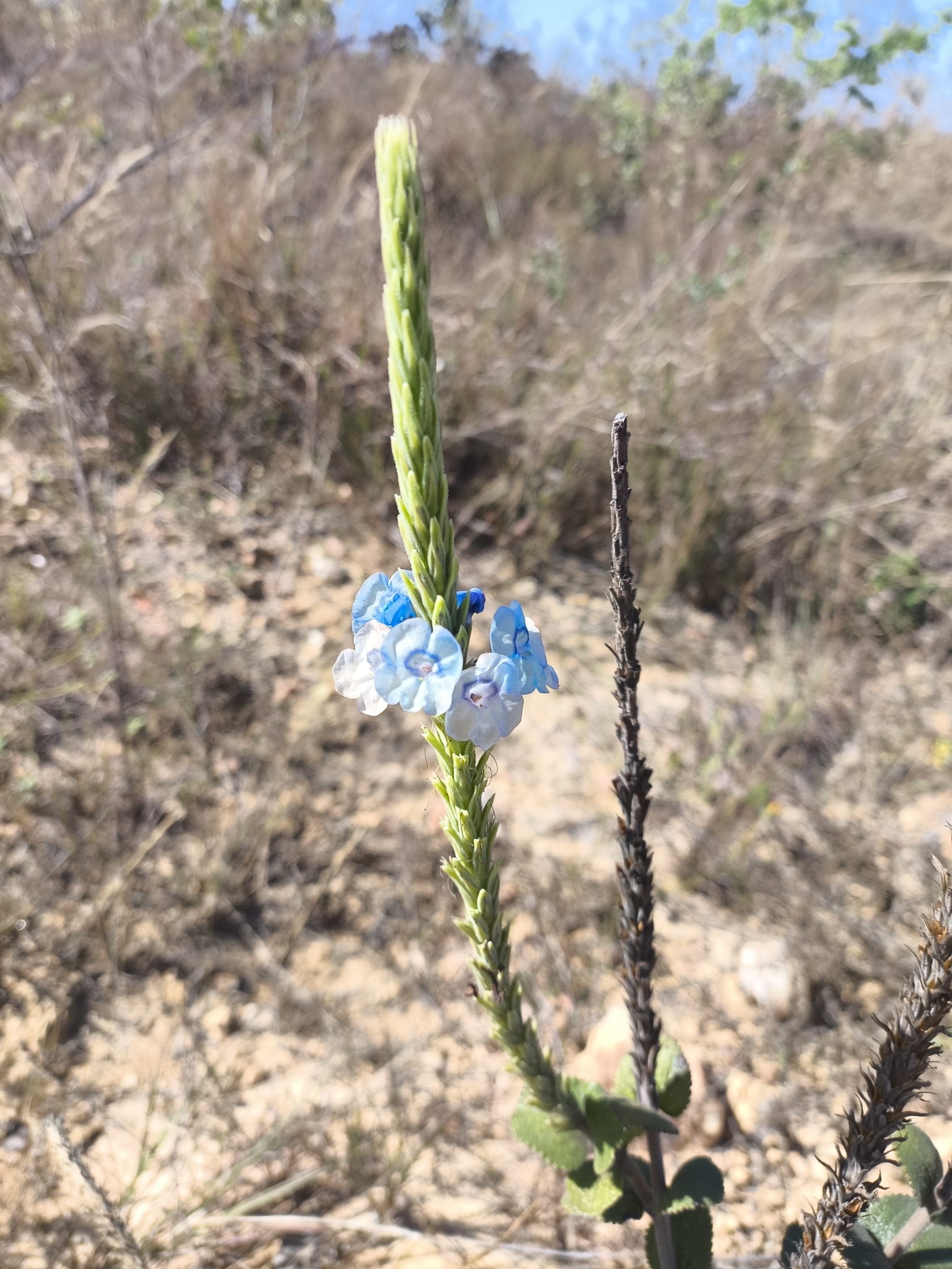 Stachytarpheta reticulata