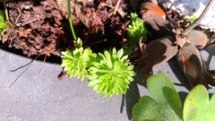 Saxifraga praetermissa