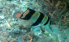 Chelmonops truncatus