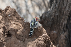 Trachyphonus erythrocephalus