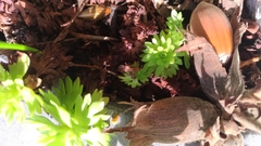 Saxifraga praetermissa