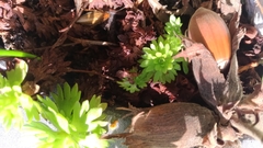 Saxifraga praetermissa