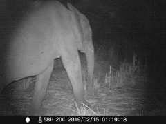 Loxodonta