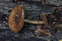 Pluteus umbrosus