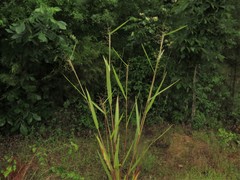 Dichanthelium inflatum