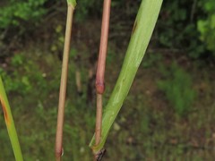 Dichanthelium inflatum