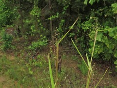 Dichanthelium inflatum