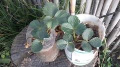 Fragaria mexicana