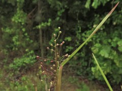 Dichanthelium inflatum