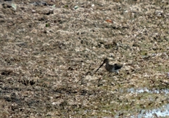 Gallinago nigripennis